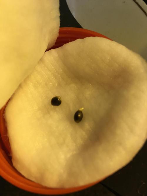 Wedding Cake. Week 0