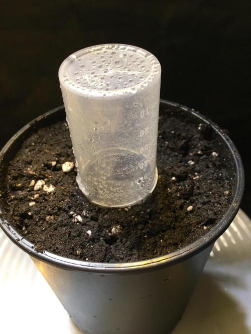 Wedding Cake. Week 0