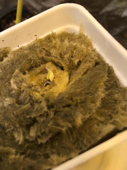 Strawberry Chemdawg OG. Week 1