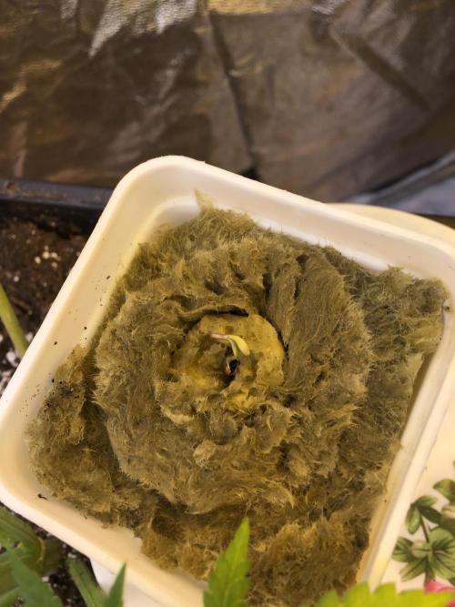 Strawberry Chemdawg OG. Week 1