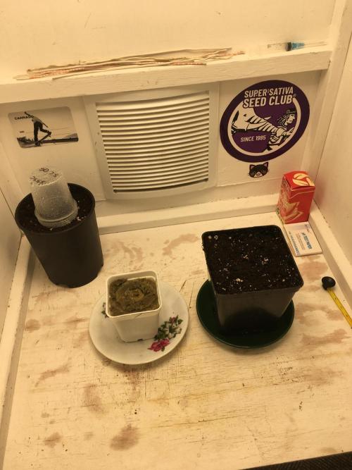 Strawberry Chemdawg OG. Week 1