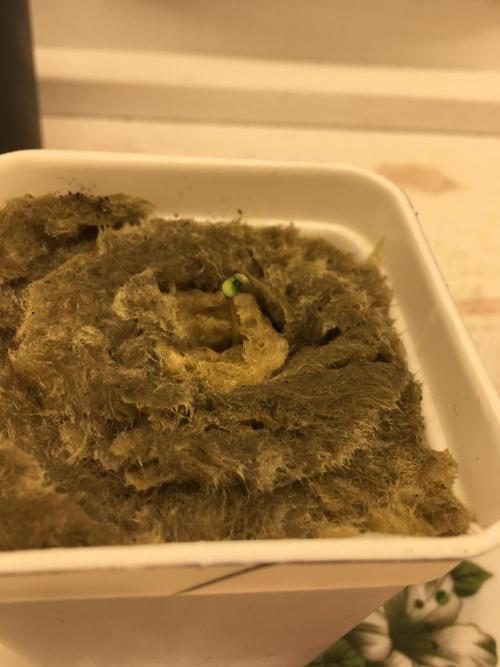 Strawberry Chemdawg OG. Week 1