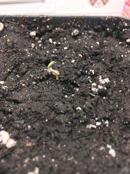 Strawberry Chemdawg OG. Week 1