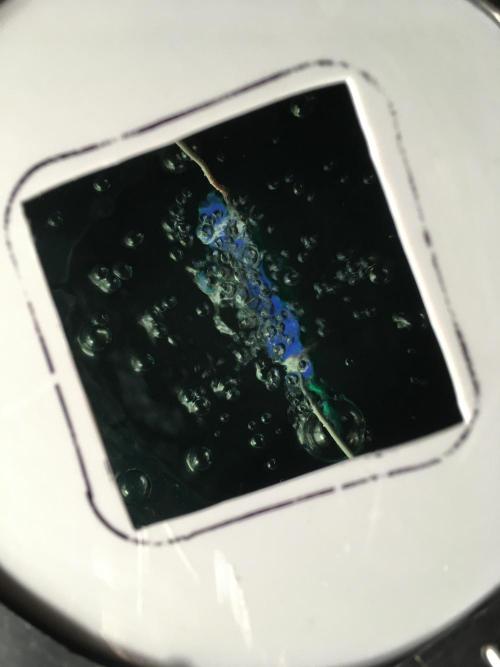 Strawberry Chemdawg OG. Week 1