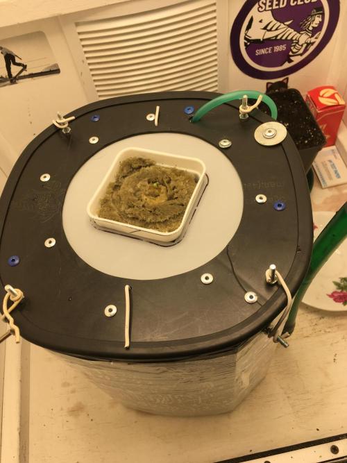 Strawberry Chemdawg OG. Week 1