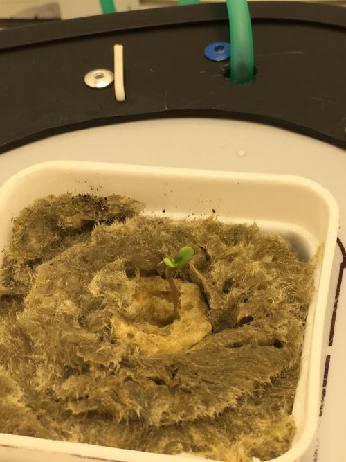 Strawberry Chemdawg OG. Week 1