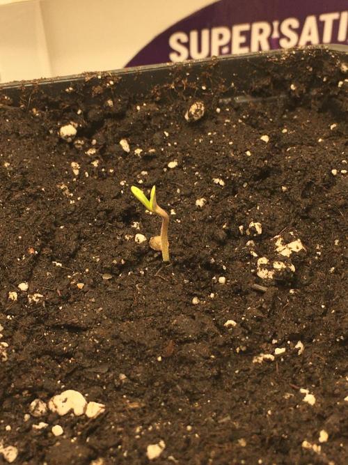 Strawberry Chemdawg OG. Week 1