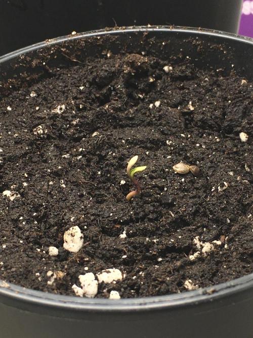 Wedding Cake Auto. Week 1