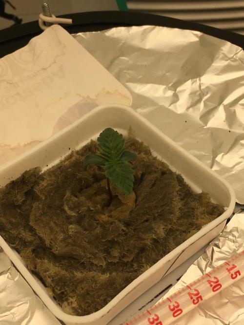 Strawberry Chemdawg OG. Week 1