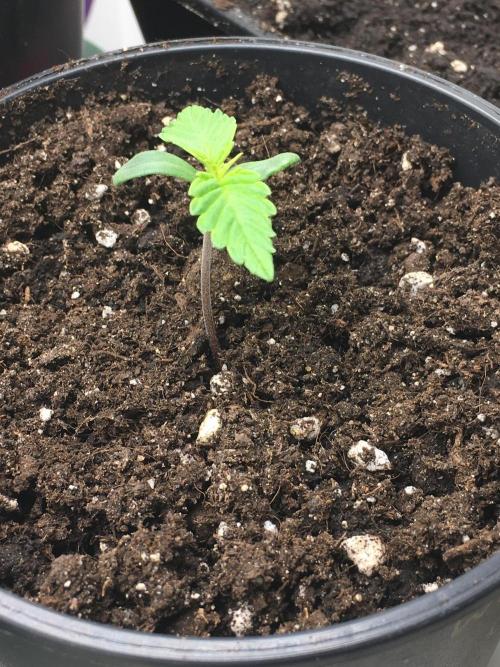 Wedding Cake Auto. Week 1