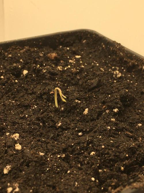 Wedding Cake Auto. Week 1