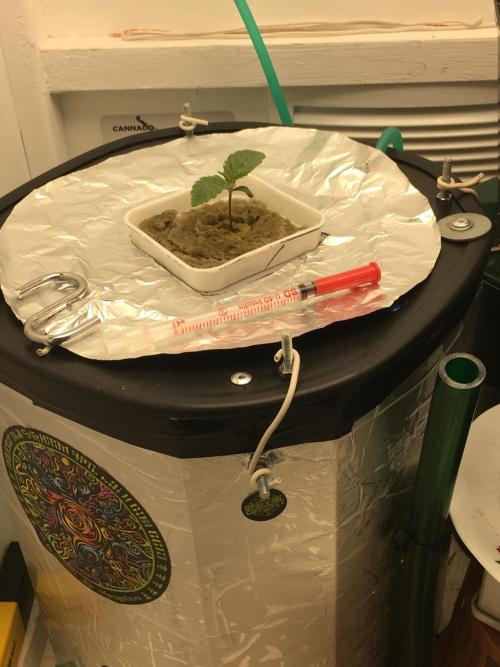 Strawberry Chemdawg OG. Week 2