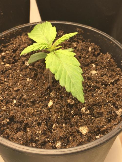 Wedding Cake Auto. Week 1