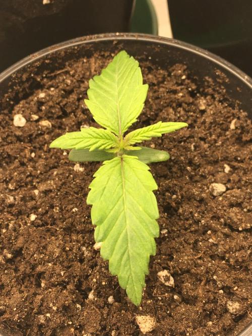 Wedding Cake Auto. Week 1