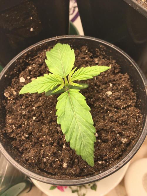Wedding Cake Auto. Week 2