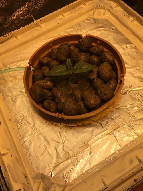 Strawberry Chemdawg OG. Week 2