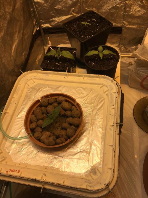 Strawberry Chemdawg OG. Week 2