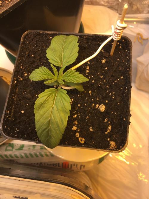 Strawberry Chemdawg OG. Week 2