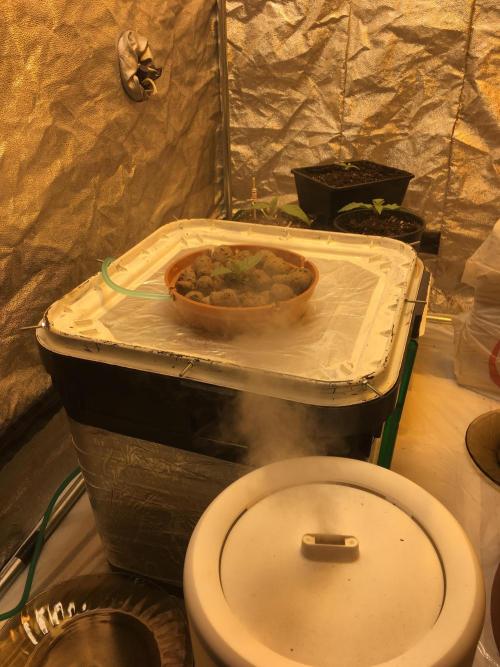 Wedding Cake Auto. Week 2