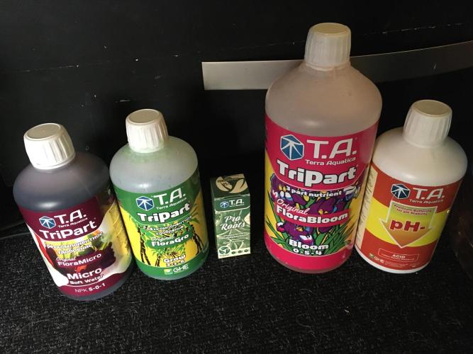 Wedding Cake Auto. Week 2