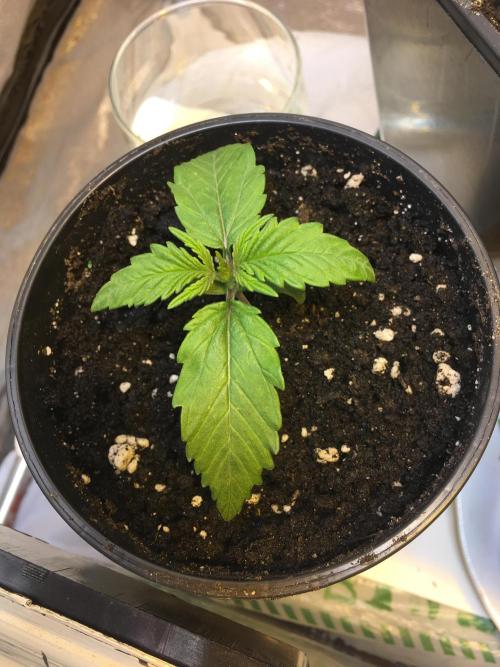 Wedding Cake Auto. Week 2