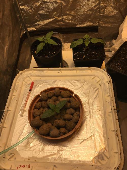 Strawberry Chemdawg OG. Week 2