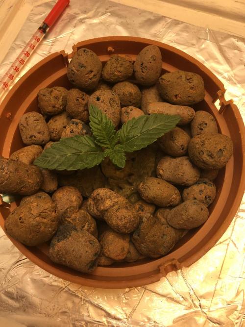 Strawberry Chemdawg OG. Week 2