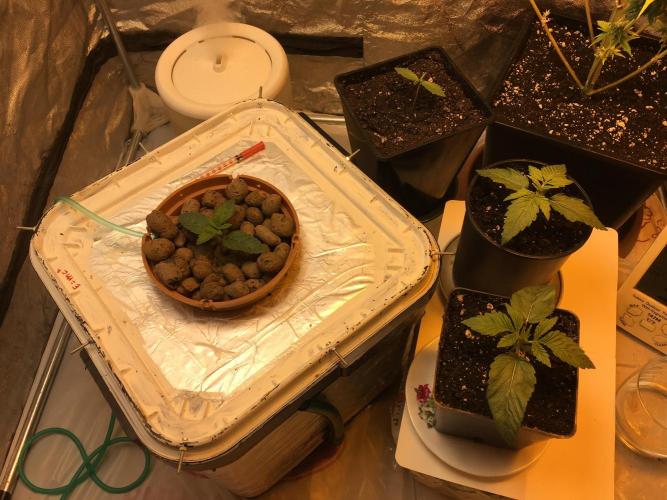 Wedding Cake Auto. Week 2