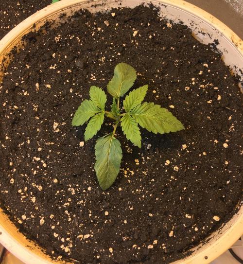 Strawberry Chemdawg OG. Week 2