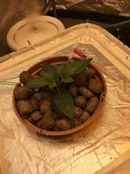 Strawberry Chemdawg OG. Week 2