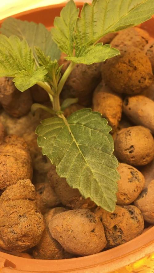 Strawberry Chemdawg OG