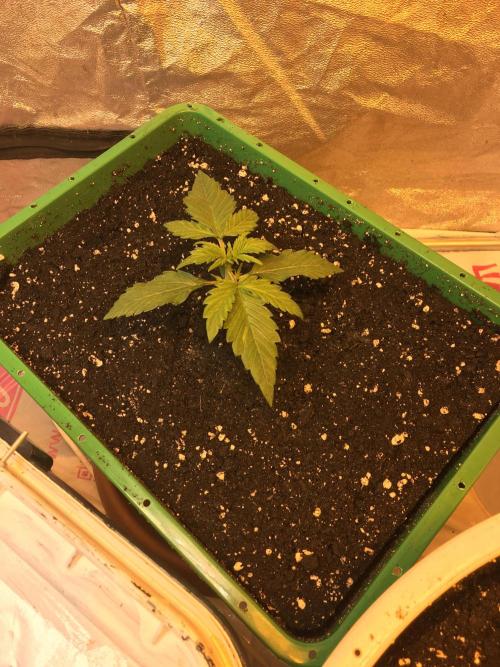 Wedding Cake Auto. Week 2