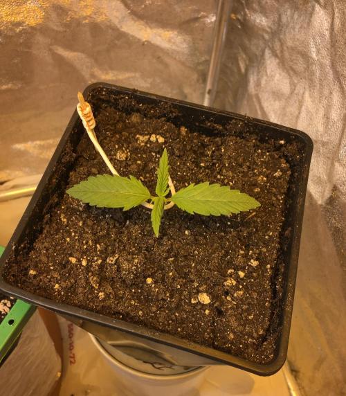 Wedding Cake Auto. Week 2