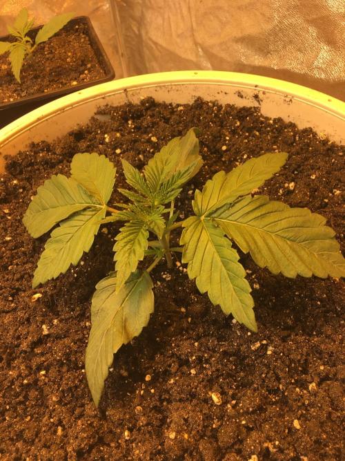 Strawberry Chemdawg OG. Week 2