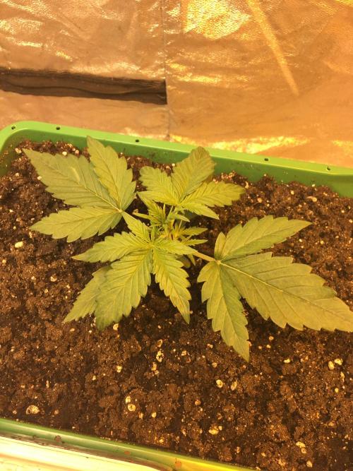 Wedding Cake Auto. Week 2