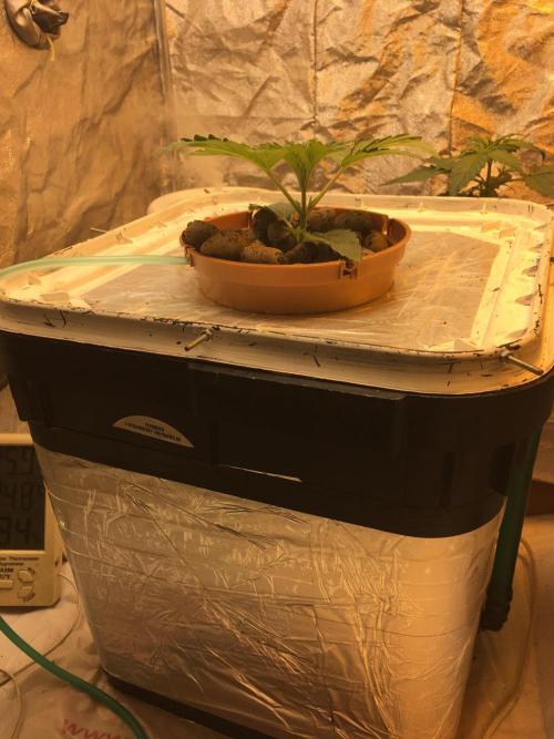 Strawberry Chemdawg OG. Week 3