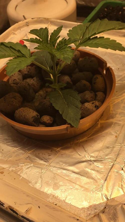 Strawberry Chemdawg OG