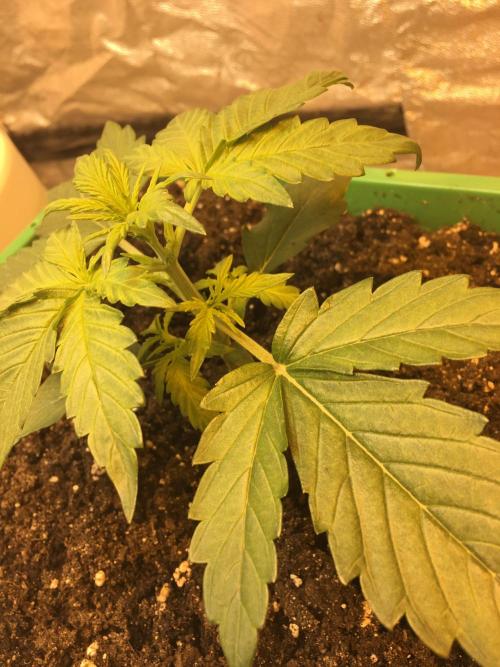 Wedding Cake Auto. Week 2