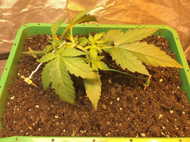 Wedding Cake Auto. Week 3