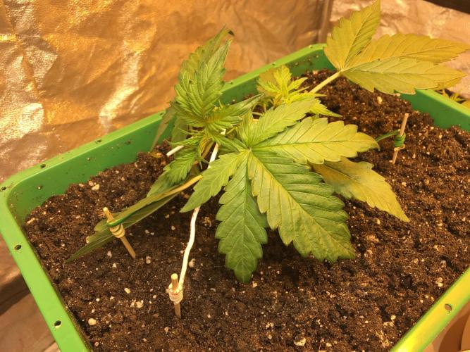 Wedding Cake Auto. Week 3