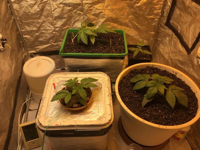 Wedding Cake Auto. Week 3