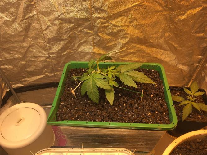 Wedding Cake Auto. Week 3