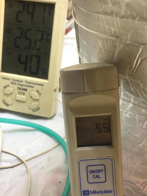 Strawberry Chemdawg OG. Week 3