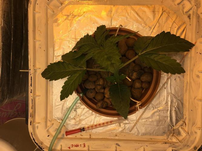 Strawberry Chemdawg OG. Week 3