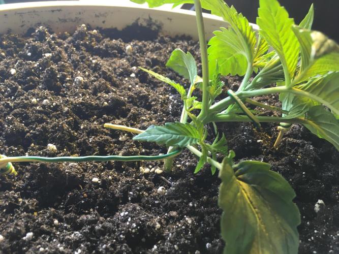 Strawberry Chemdawg OG. Week 3