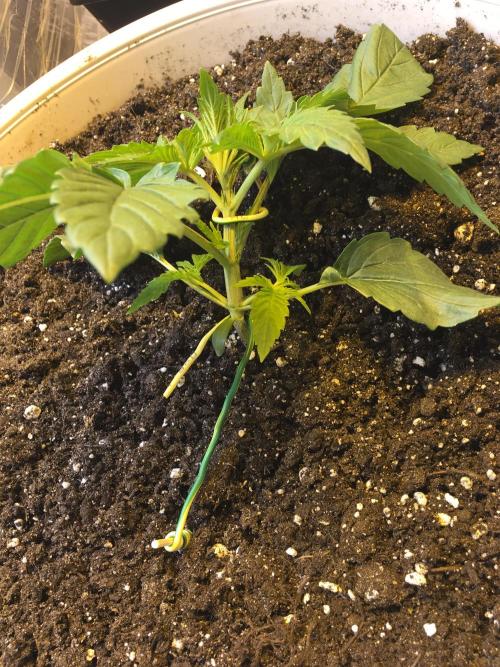 Strawberry Chemdawg OG. Week 3