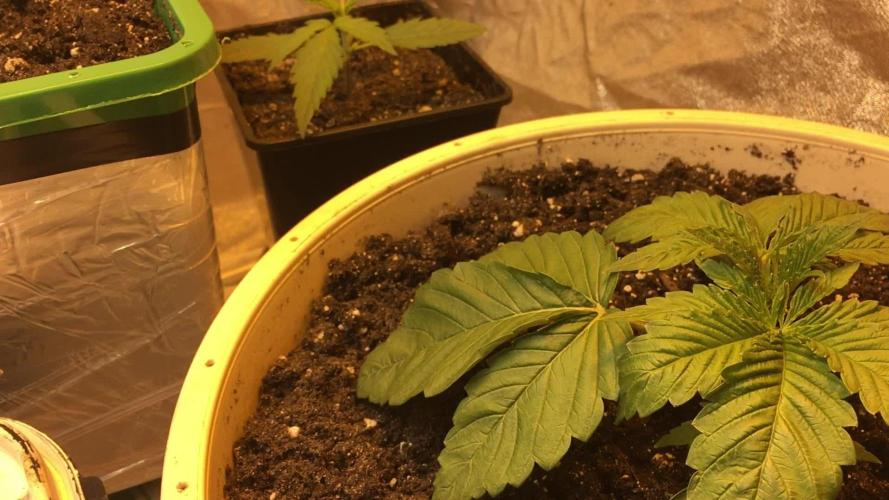 Strawberry Chemdawg OG