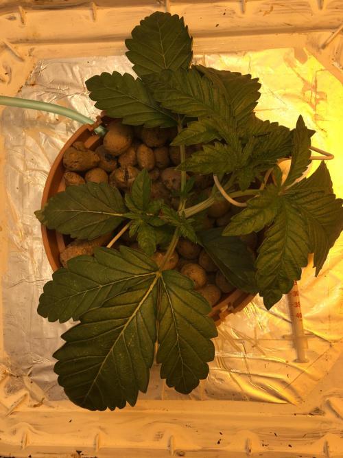 Strawberry Chemdawg OG. Week 3