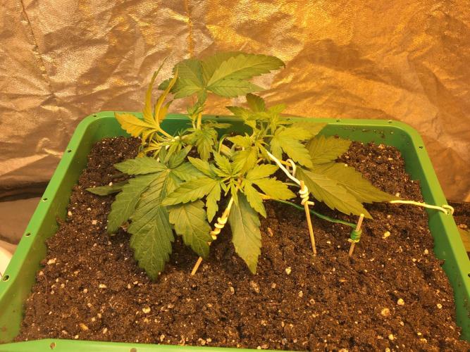 Wedding Cake Auto. Week 3