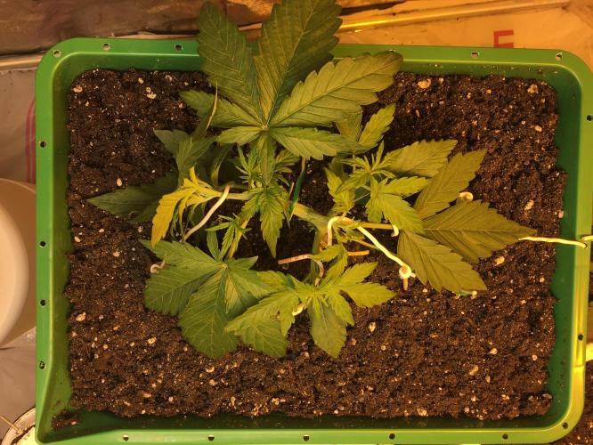 Wedding Cake Auto. Week 3